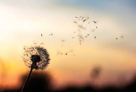 Amores que curam – Por Luiz C. Prado